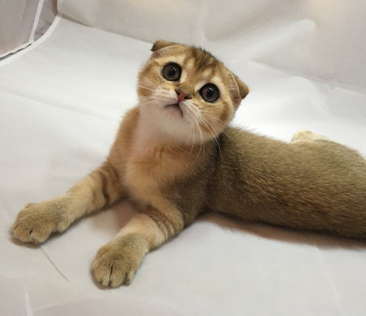 Шотландская вислоухая Золотая шиншилла