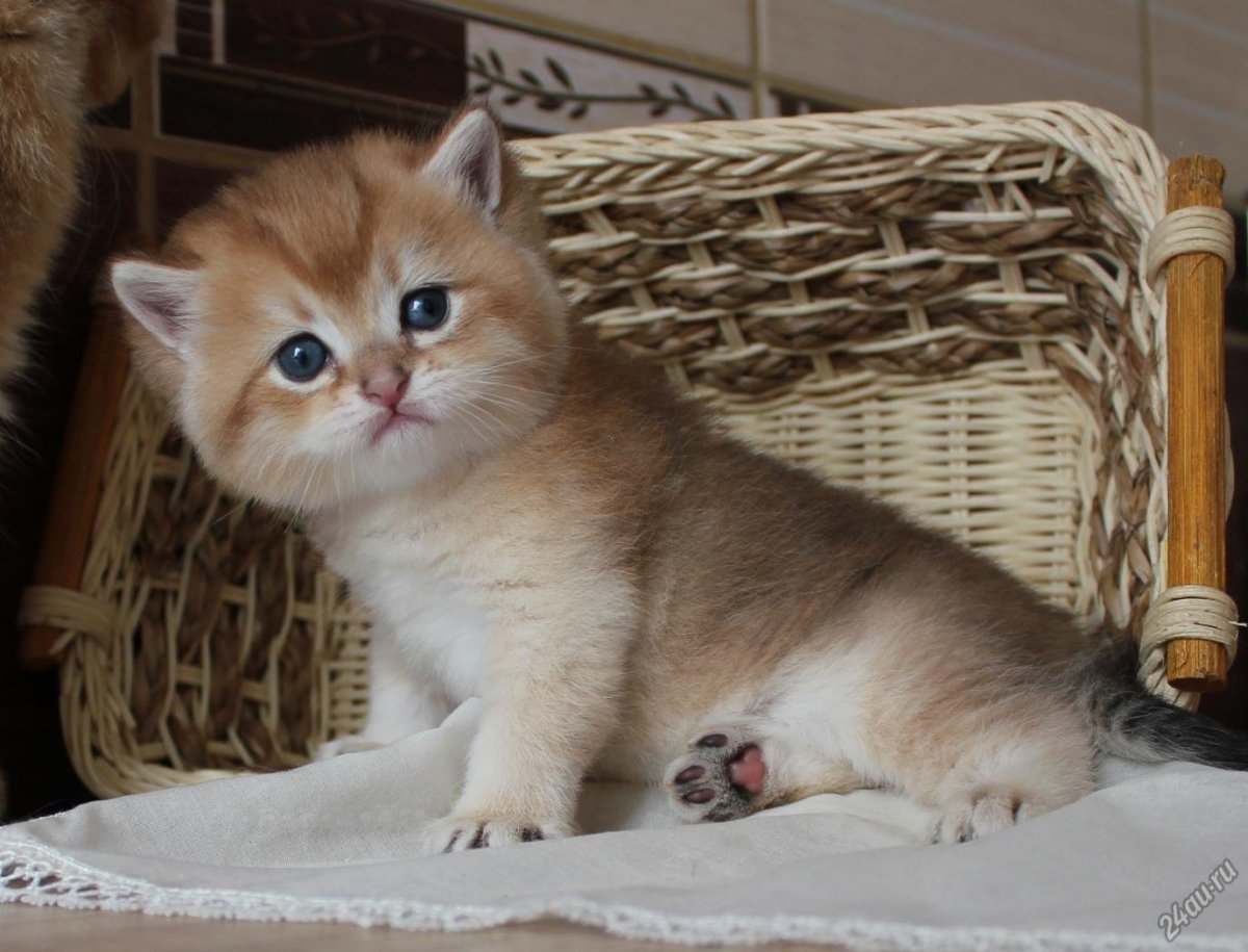 Британская шиншилла Бруно