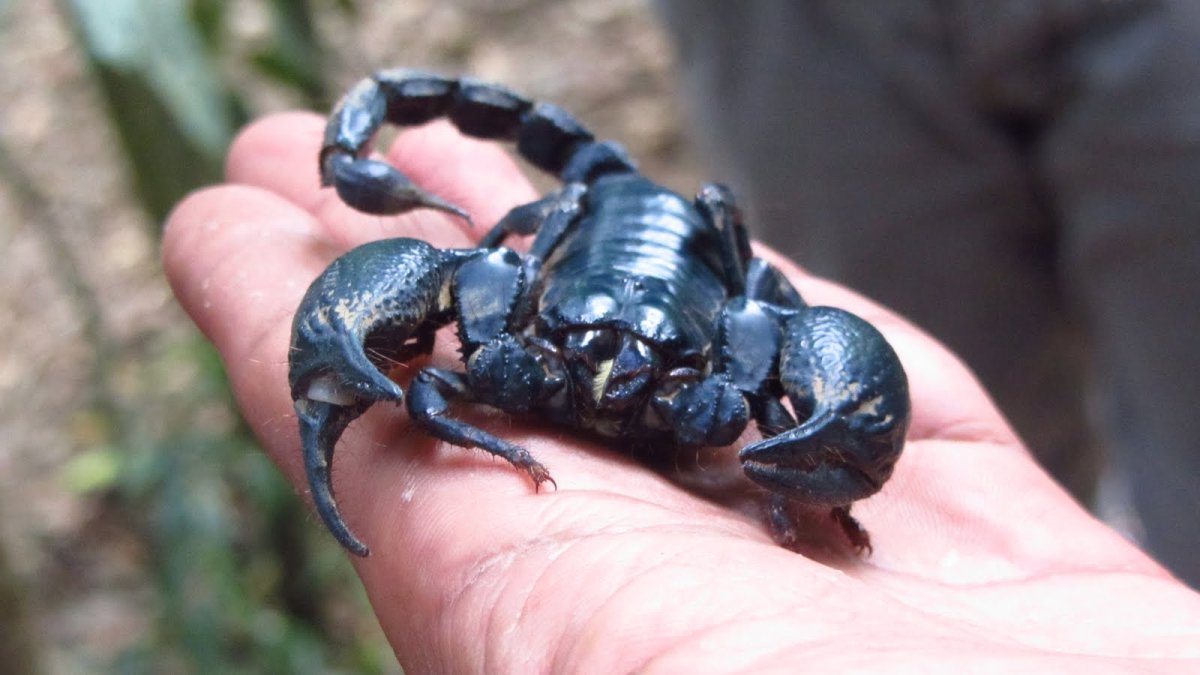 Скорпион Тайланд