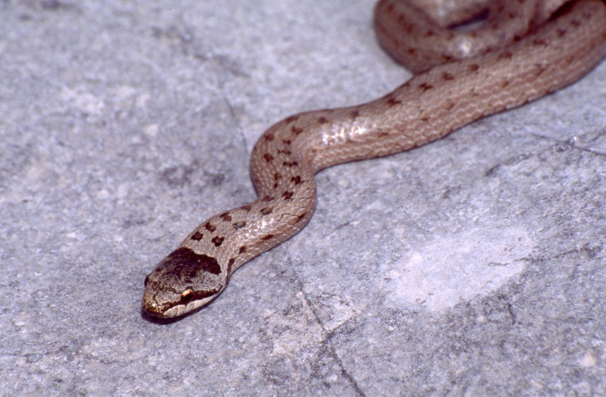 Безногая ящерица веретеница медянка