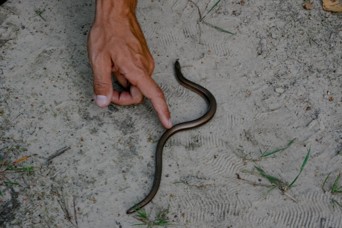 Гадюка, уж, веретеница, медянка.