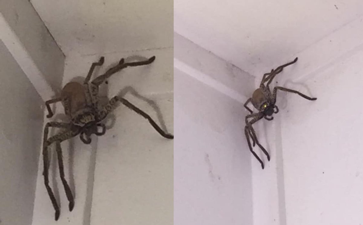 Таиландский паук большой