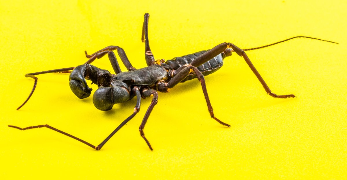 Ядовитые насекомые Тайланда