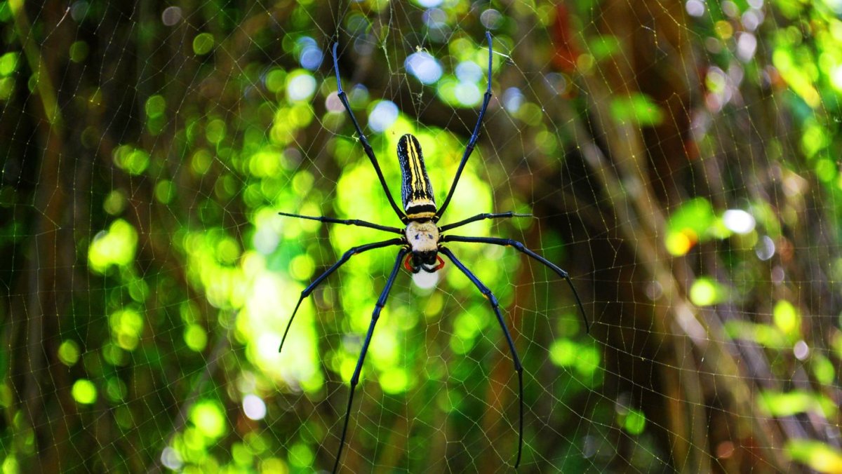 Пауки Nephila clavata