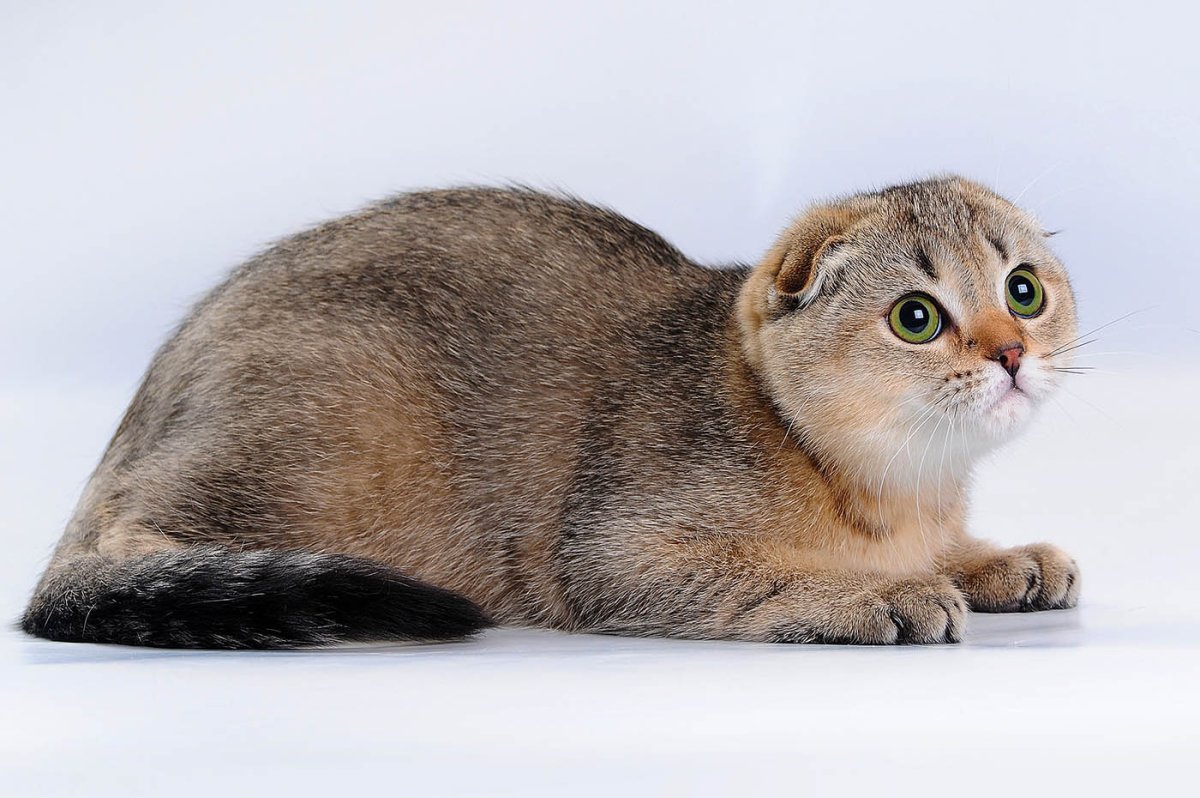 Шотландская вислоухая Золотая шиншилла