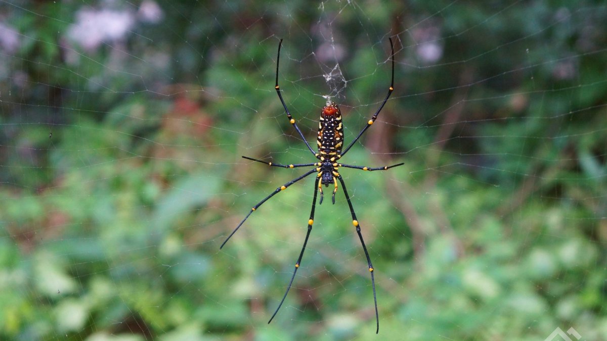 Пауки Тайланда