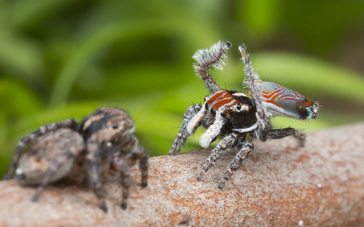 Паук скакун самка