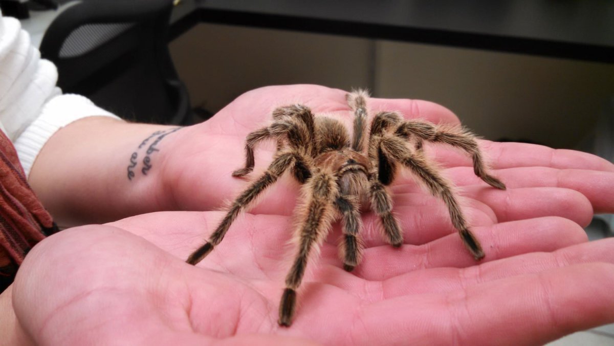 Южнорусский Тарантул