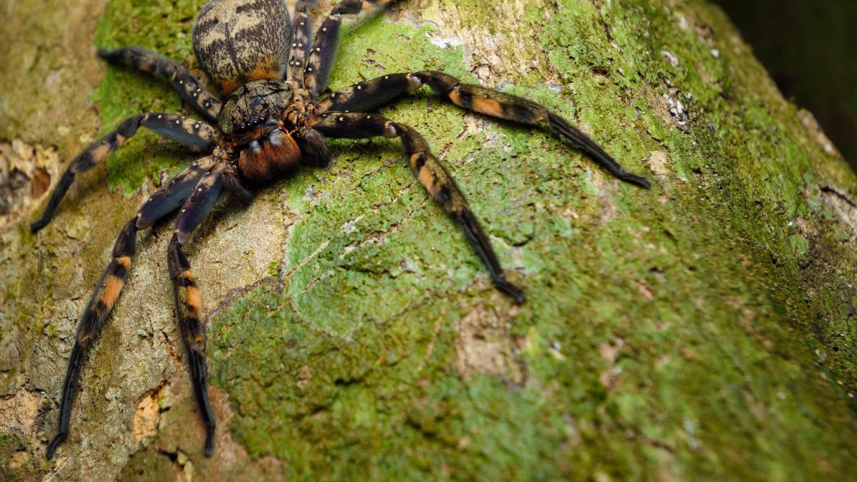 Насекомые Тайланда паук