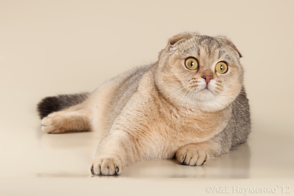 Золотая шиншилла фолд