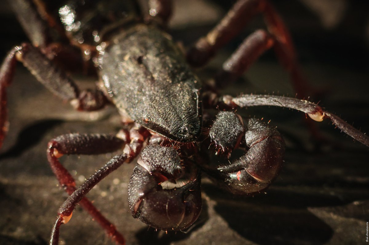 Паукообразные отряд телифоны