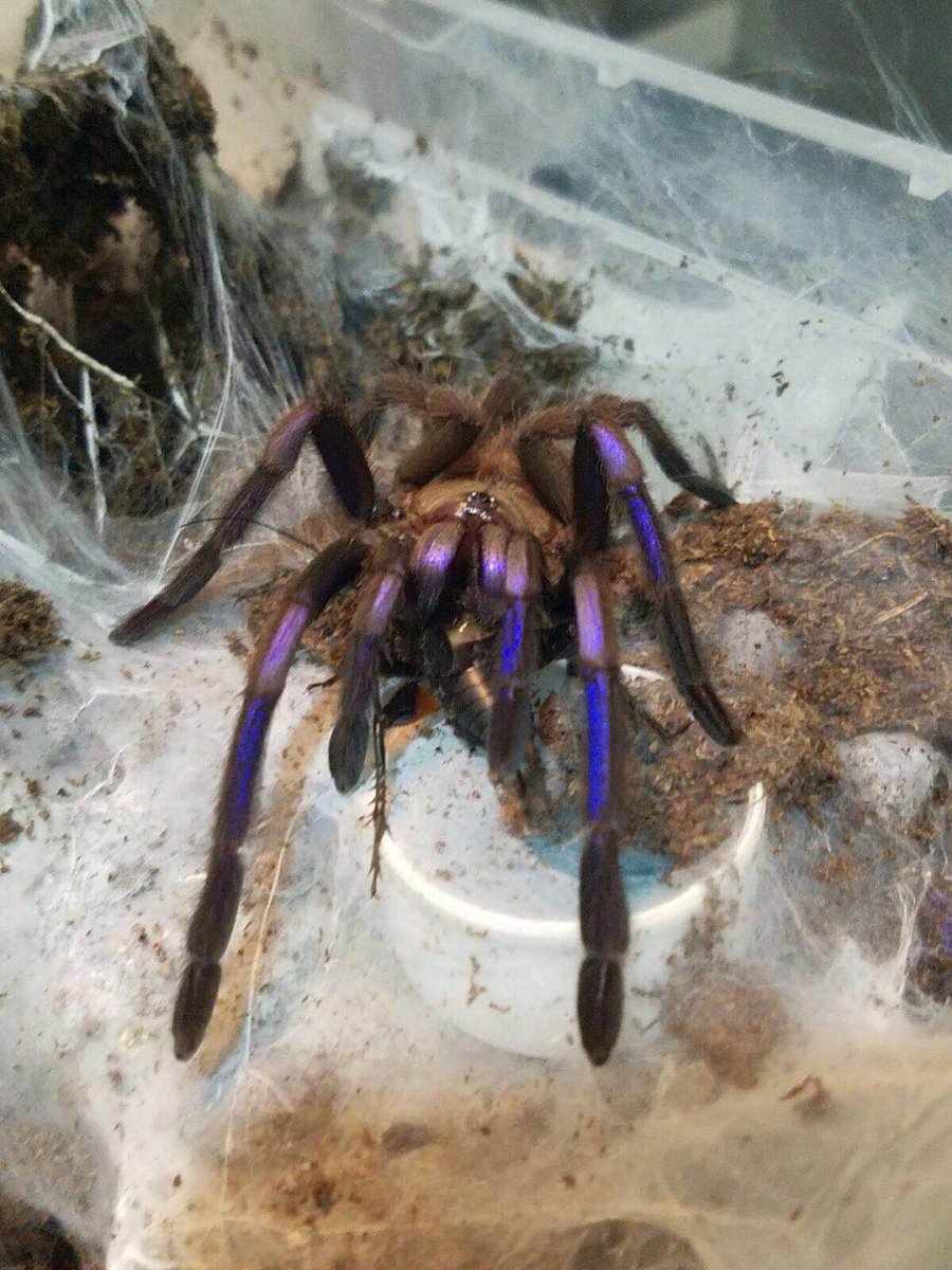 Таиландский паук птицеед