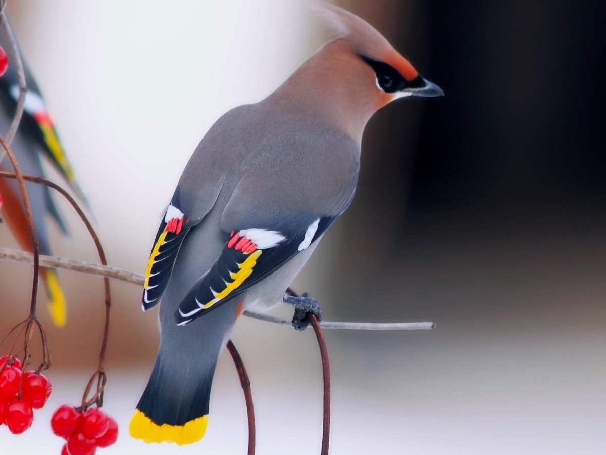 Плачущий Гусь