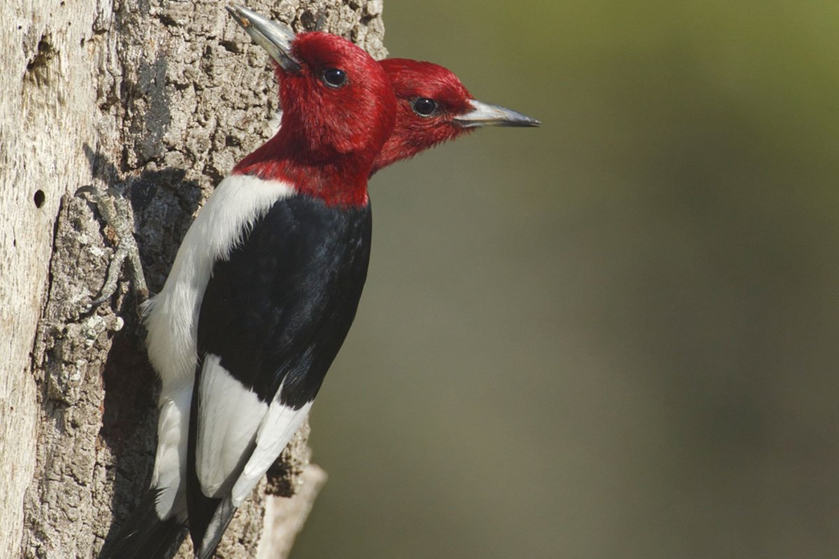 Репел Коноплянка пение