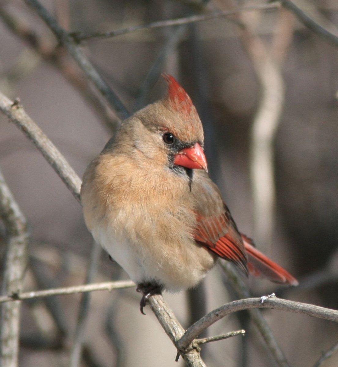 Красноголовый Дрозд