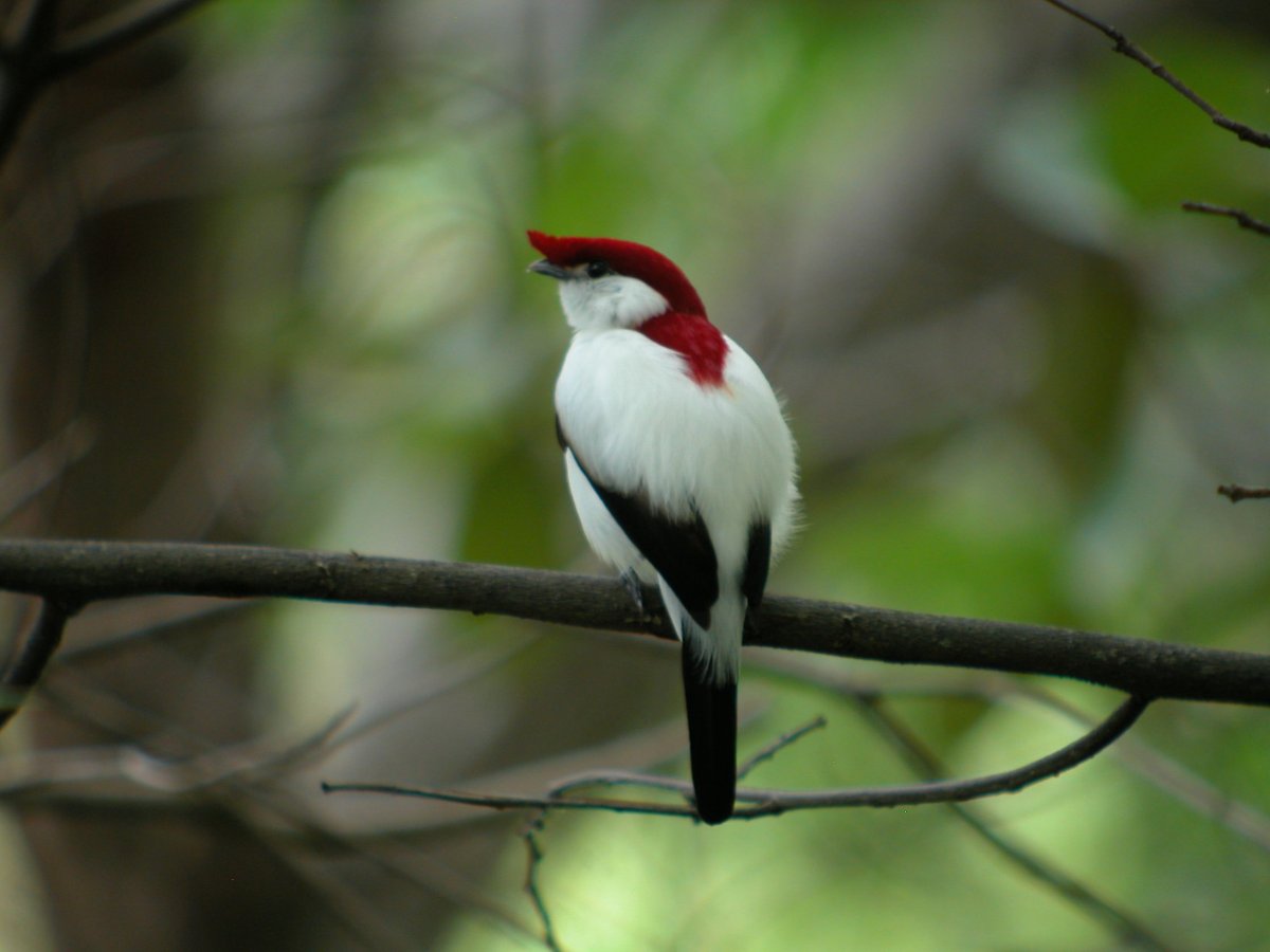 Кардинал птица самка