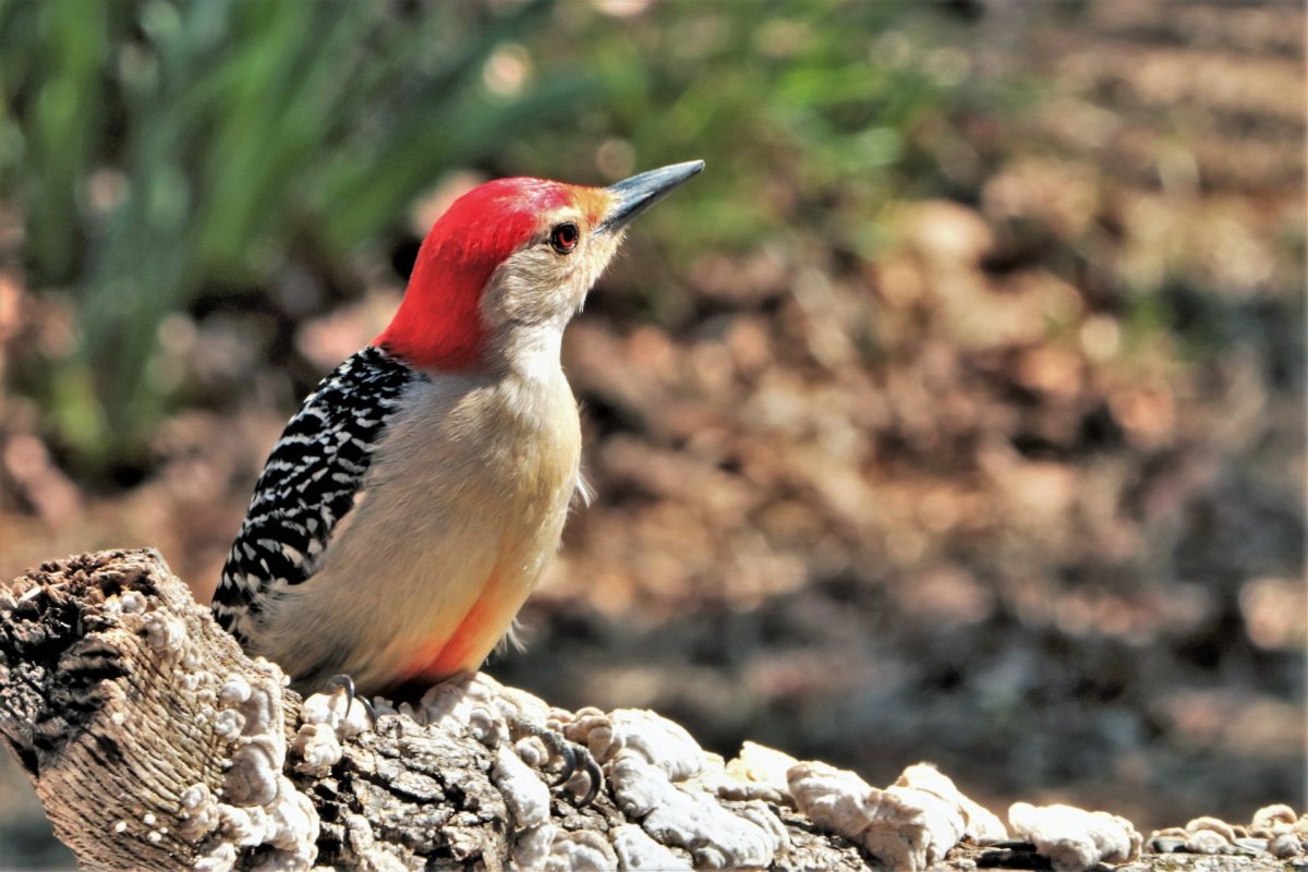 Чечётка птица