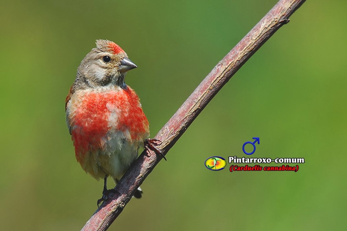 Черноголовый щегол