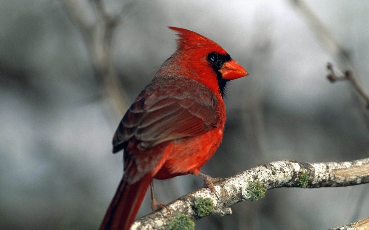 Малиновогрудая петроика самка