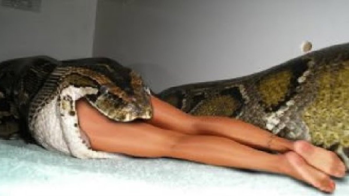 Кот со змеиного