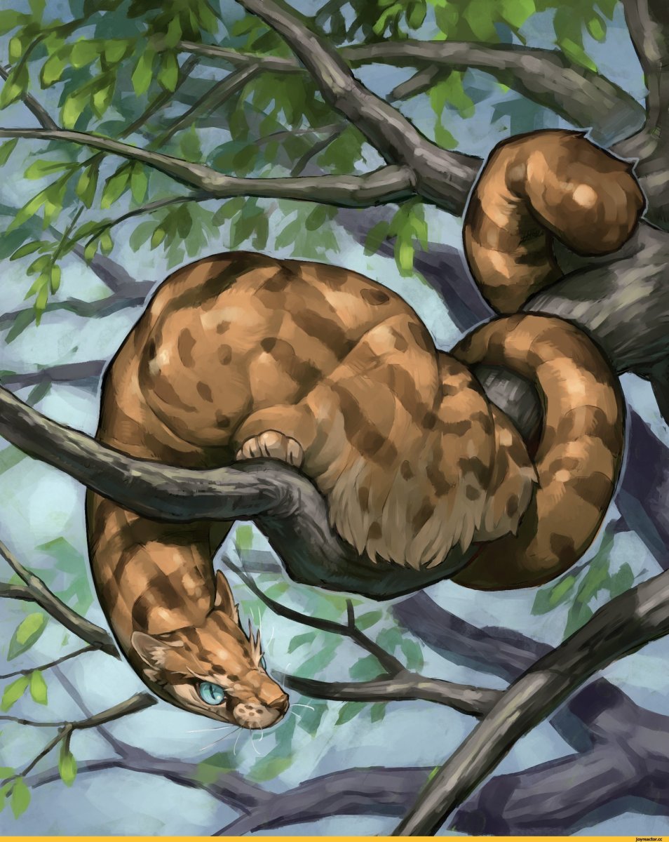 Котики и змеи