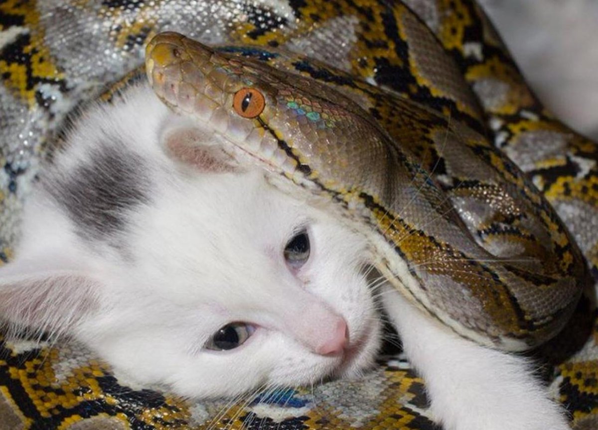 Лев и котенок