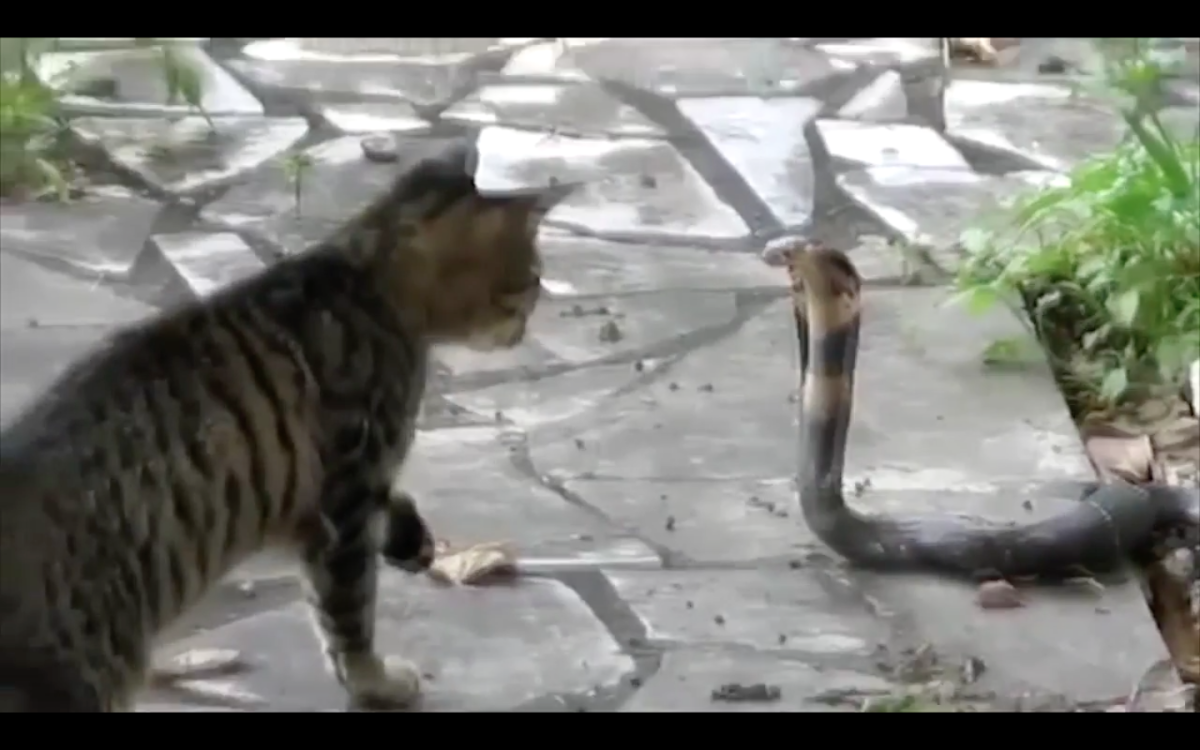 Опасные кошки в мире