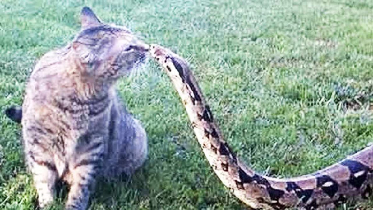 Pet_Foolery змея