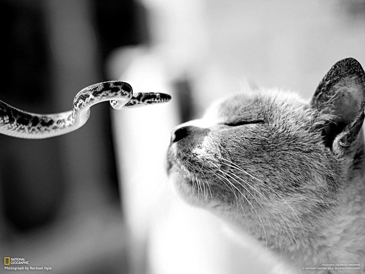 Черный водяной Варан