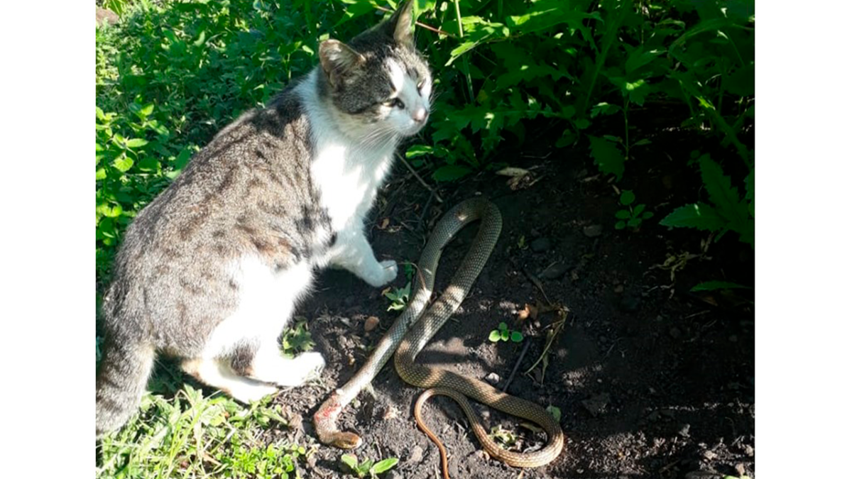 Полоз леуцист