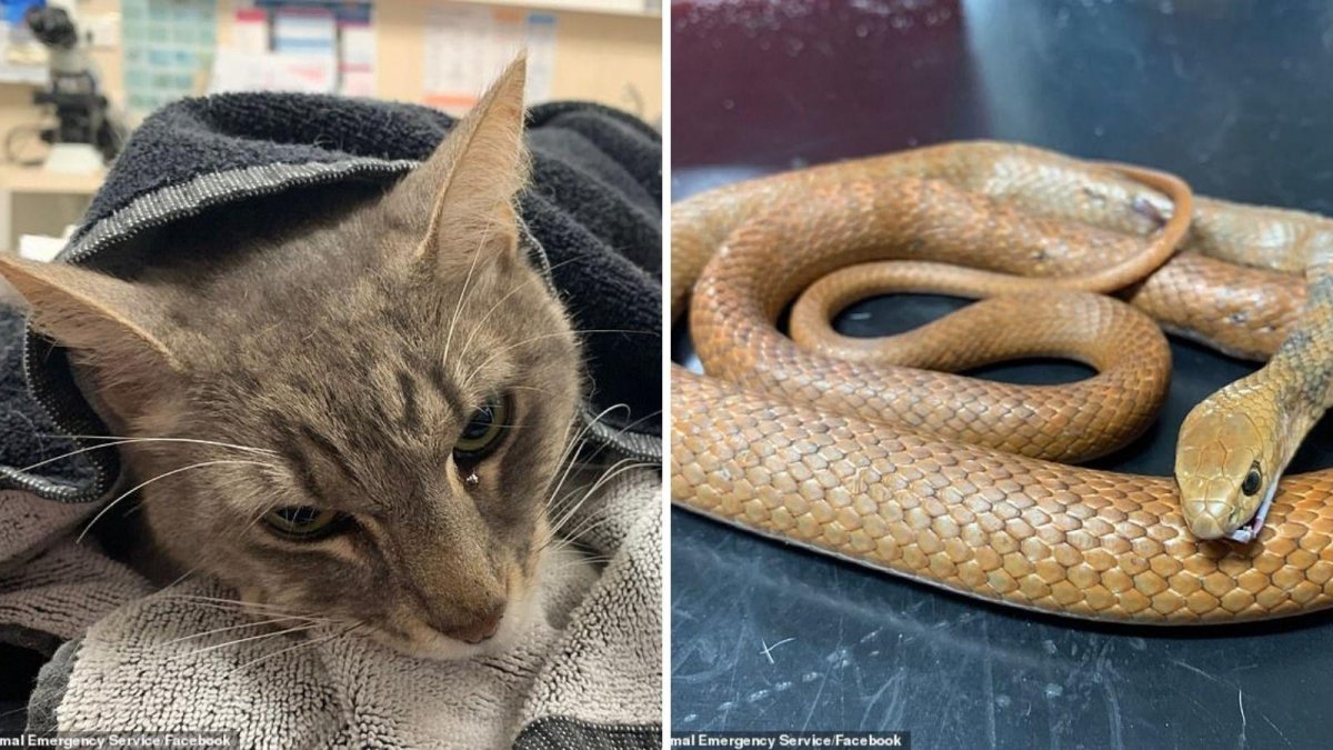 Да не шипи ты собака и змея