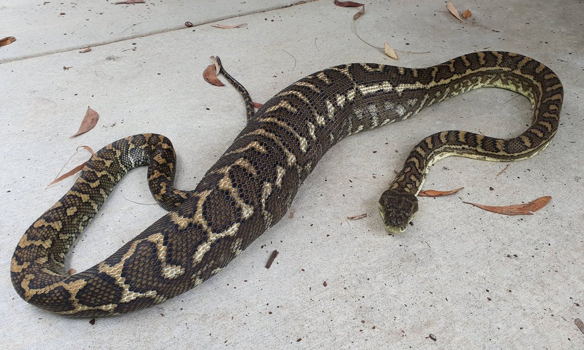 Кошки и змеи