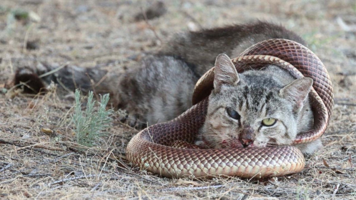 Кошачья змея