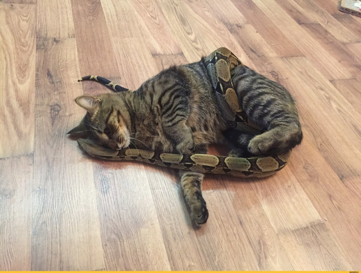 Животные вместе