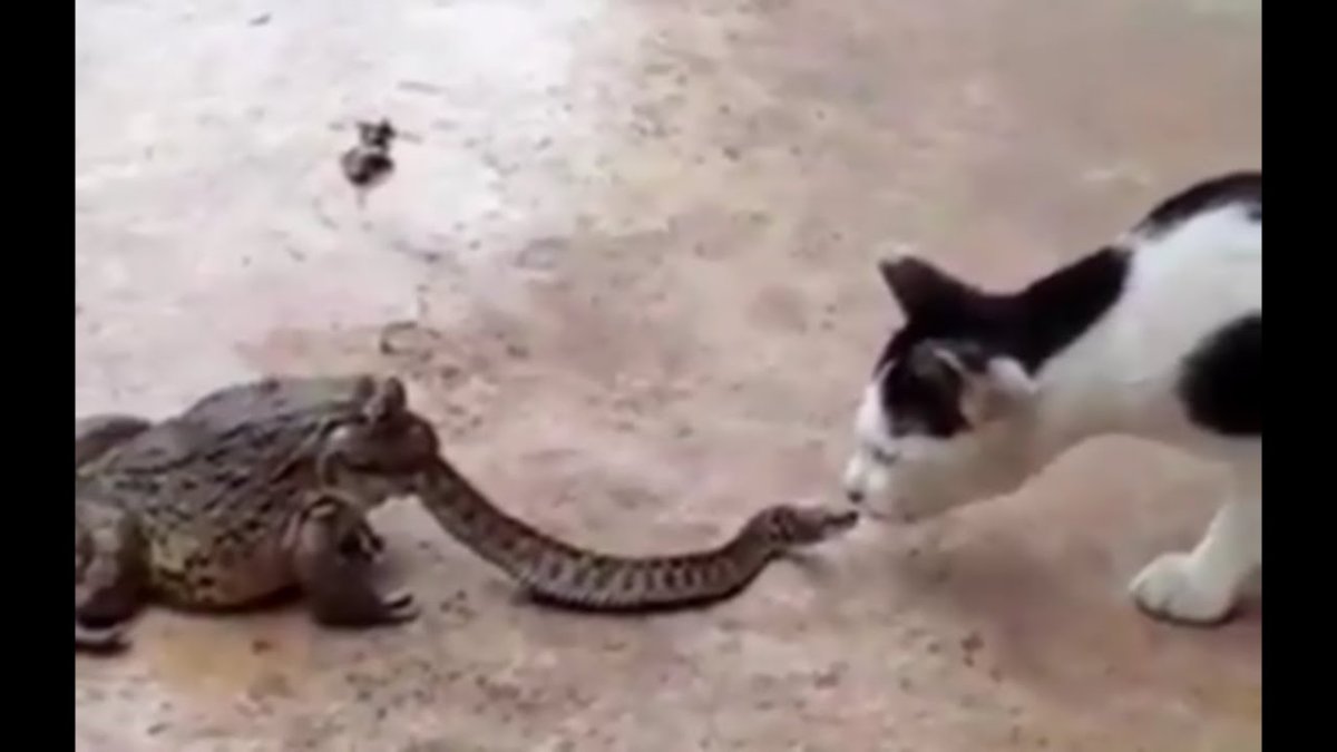 Селфи кота с собаками