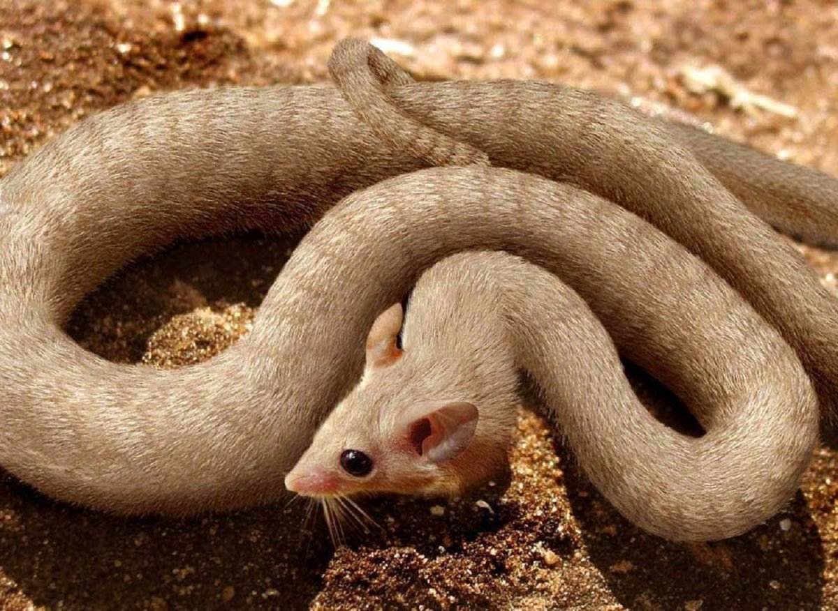 Смешные коты фотошоп