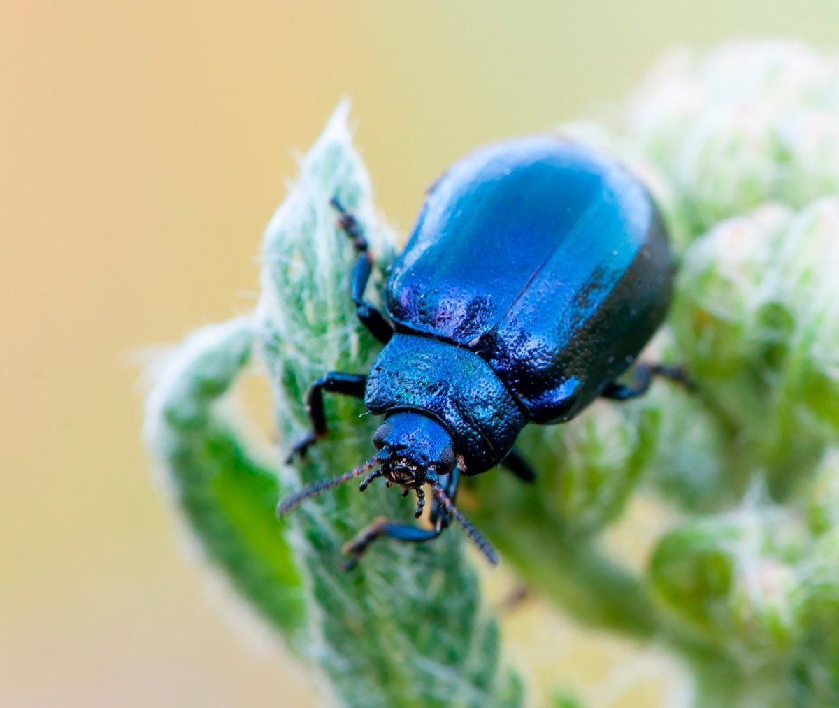Голубой Майский Жук