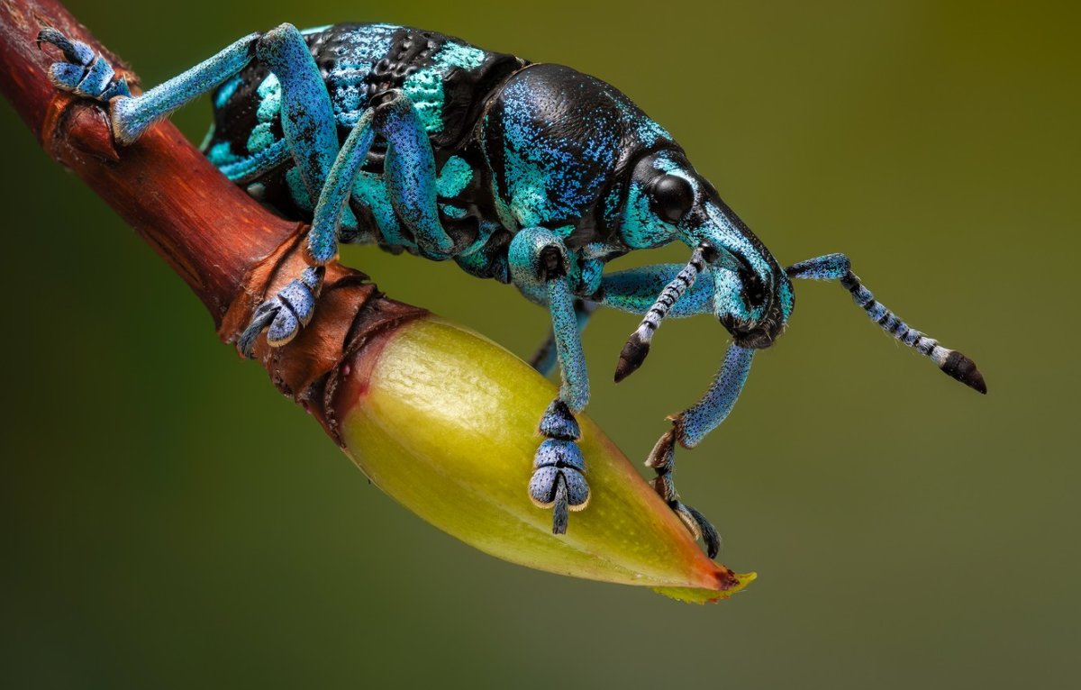 Эуфолюс великолепный Жук