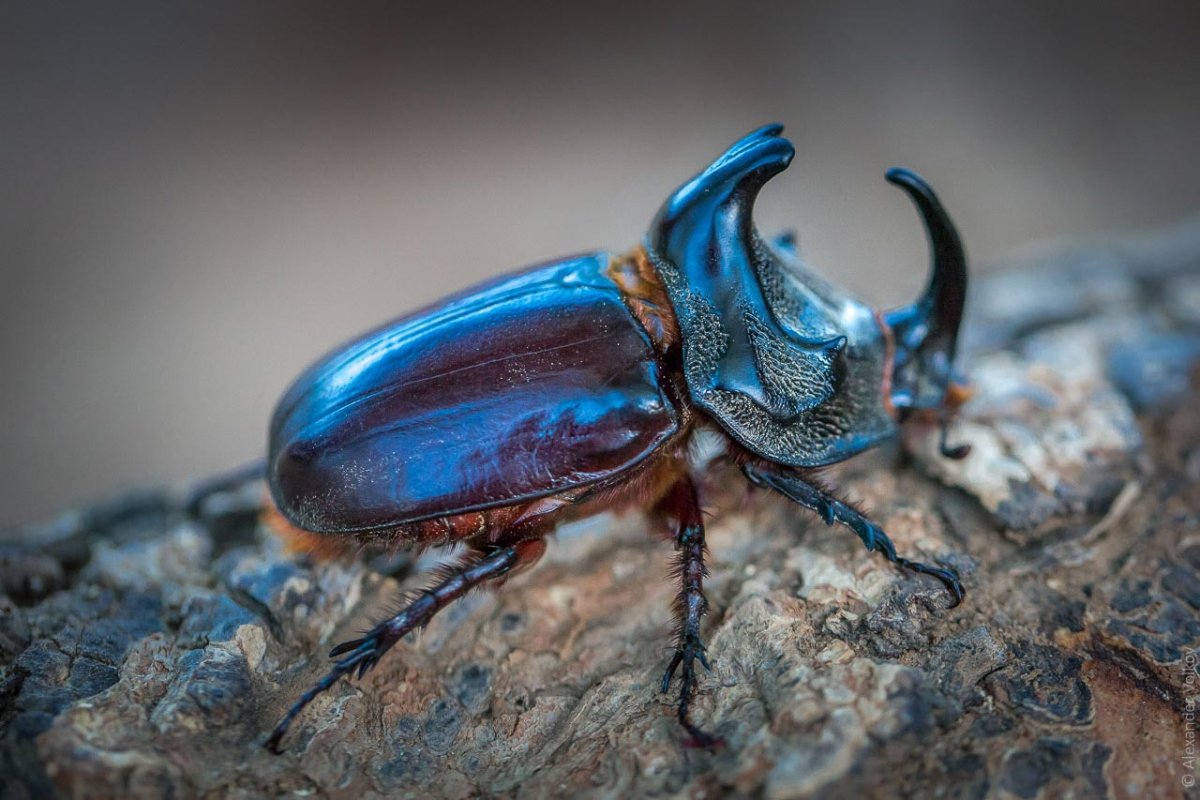 Вильчаторогий Жук носорог