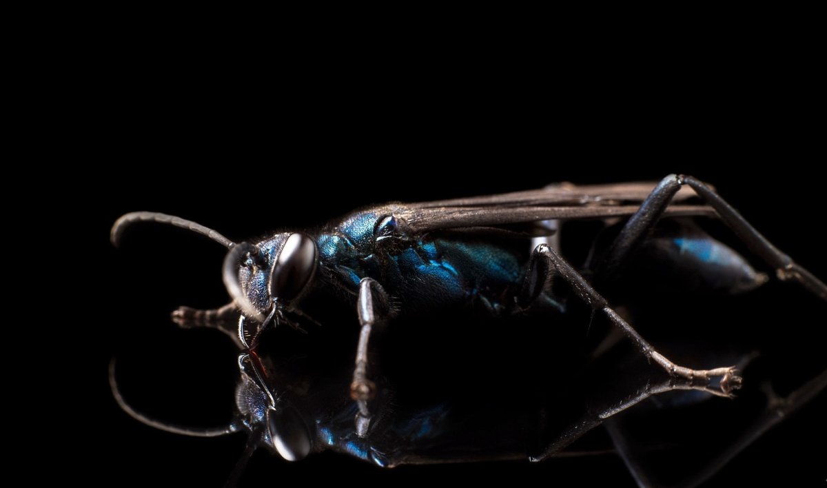 Насекомые на черном фоне