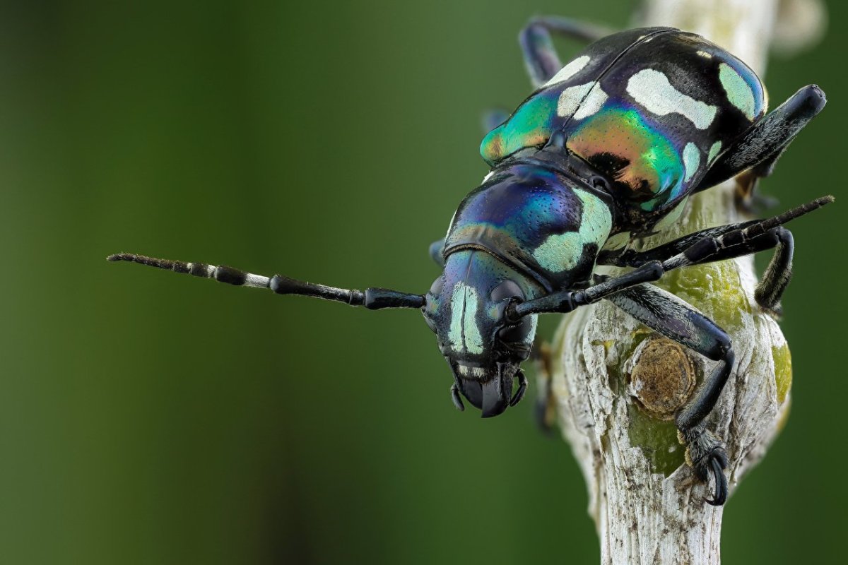 Фото насекомых крупным планом