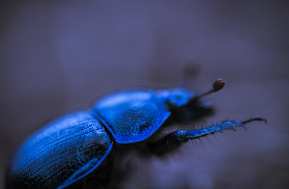 Синий Жук насекомое