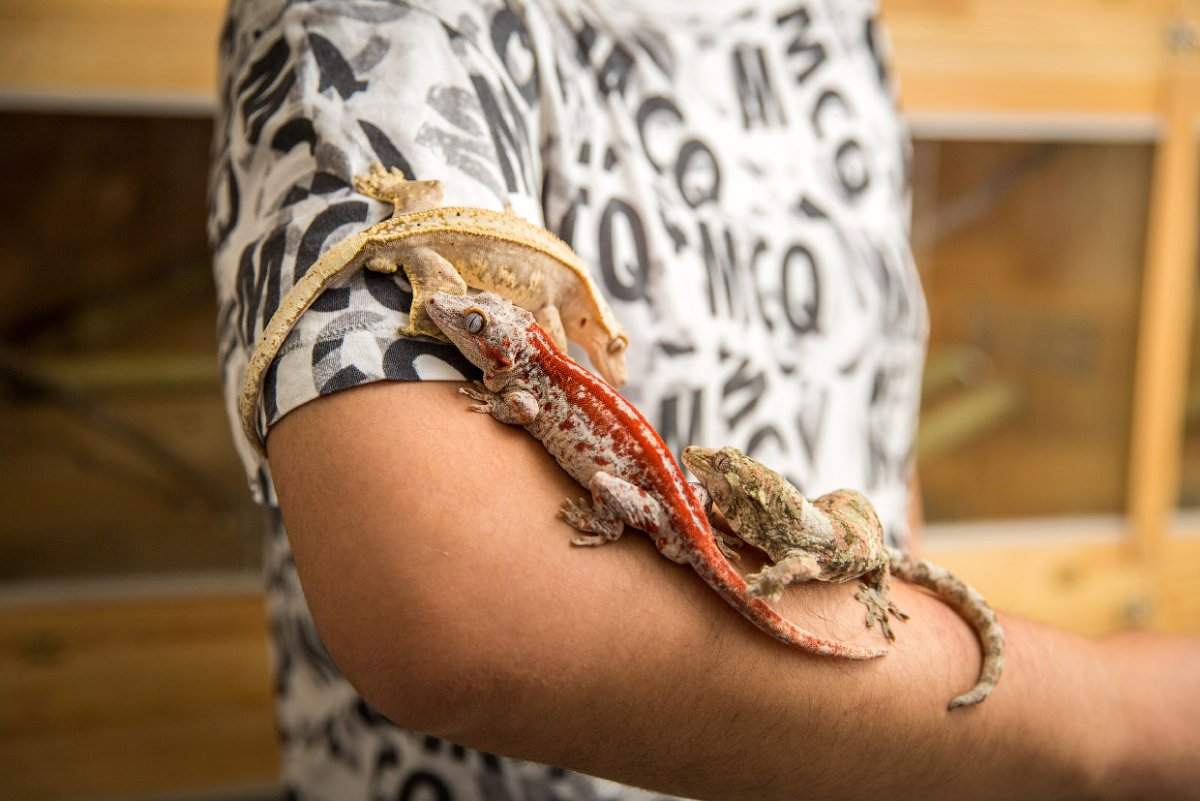 Маленький вомбат