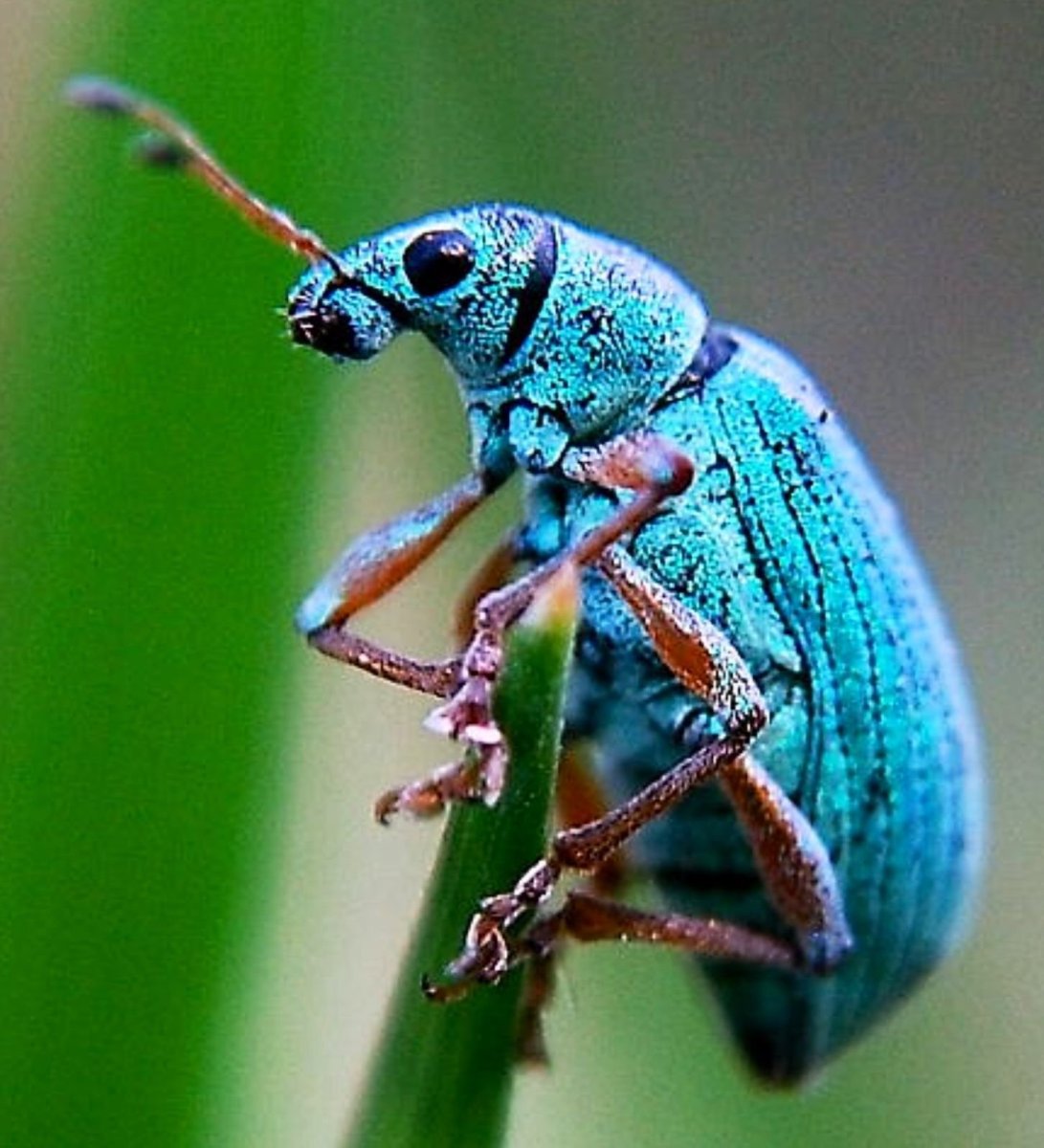 Жук долгоносик зеленый