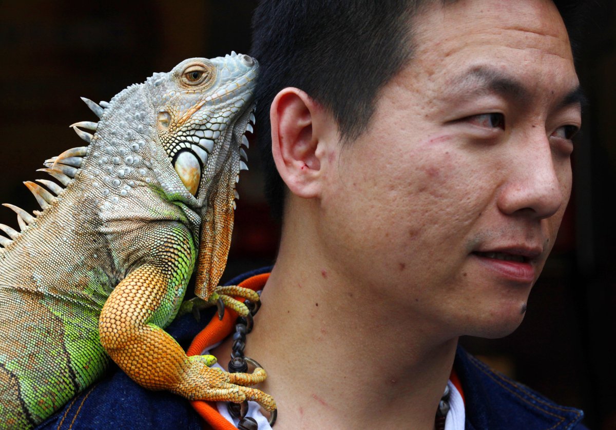 Необычные домашние питомцы