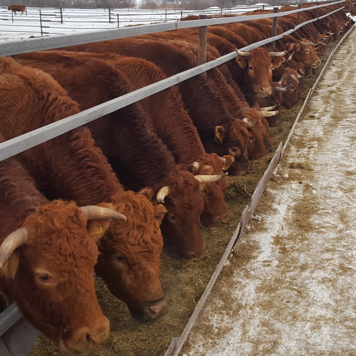 Лимузин КРС