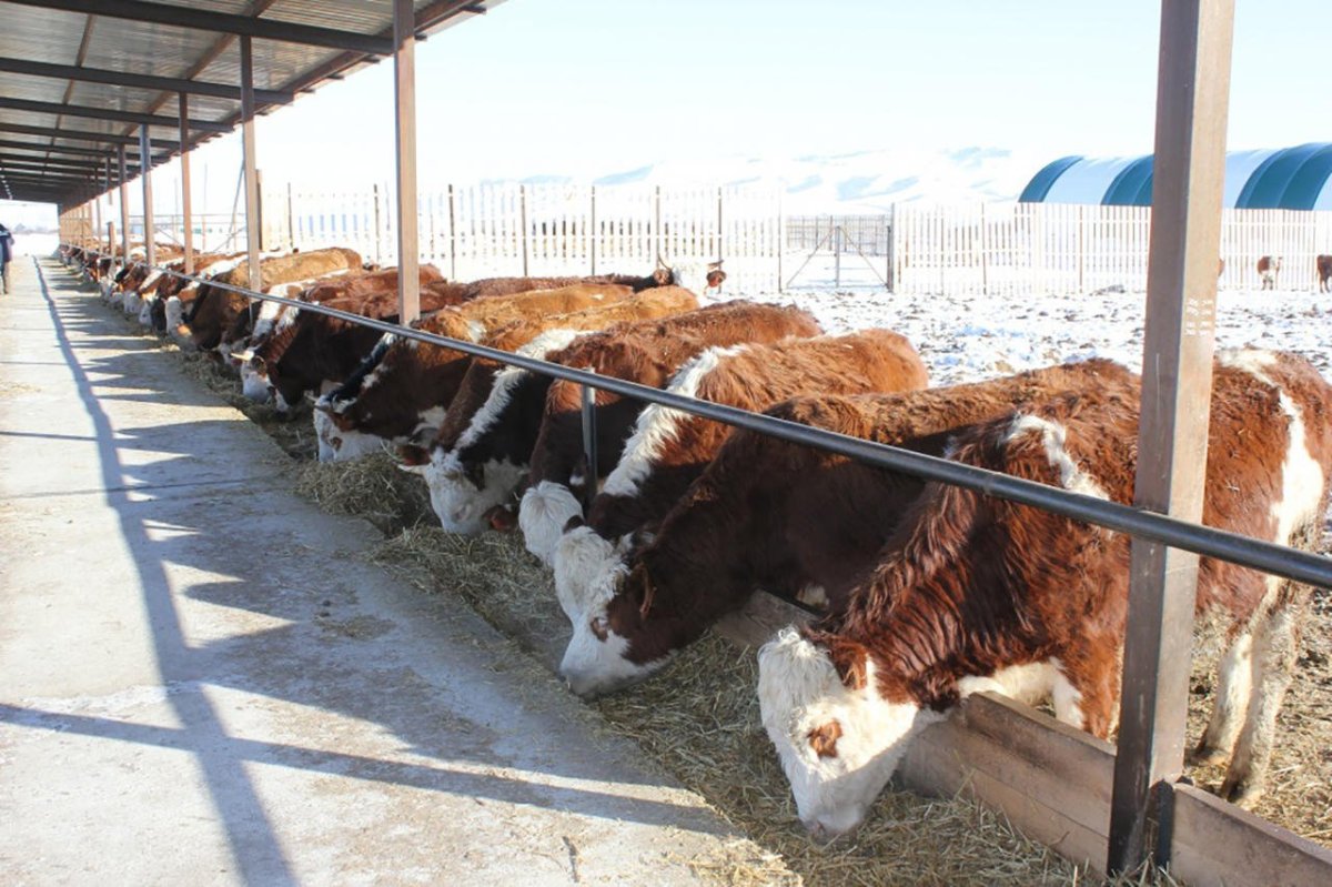 Ферма для откорма Бычков