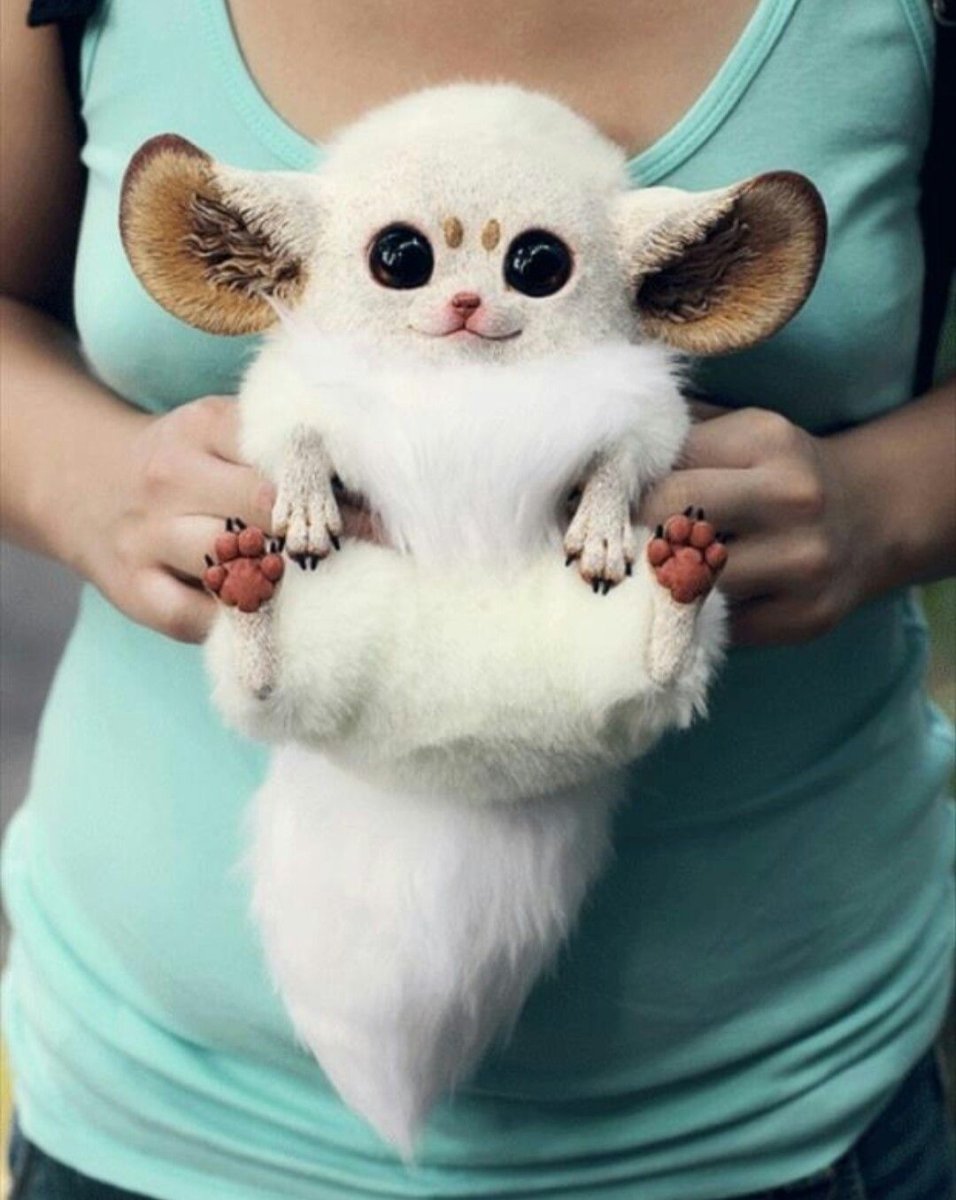 Маленькие животные