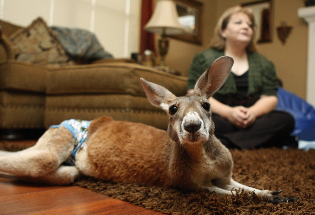 Мадагаскар кий глазоух