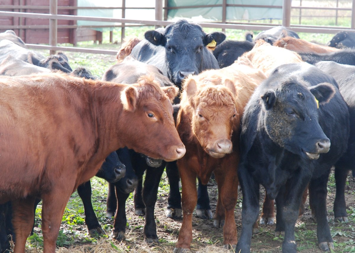 Скотоводство Брянской области